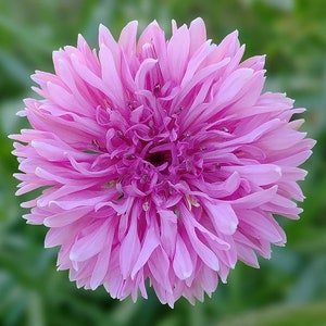 Blushing Pink Bachelor Button Seeds – Graceful Blooms for Your Garden - 10 Seeds