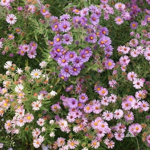 Vibrant New England Aster Seeds – Perennial Purple and Pink Blossoms for Your Garden, Bulk Seeds, 1 Ounce Seeds