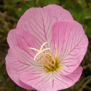 May include: A single pink flower with delicate veins and a yellow center. The flower has a soft, delicate appearance.