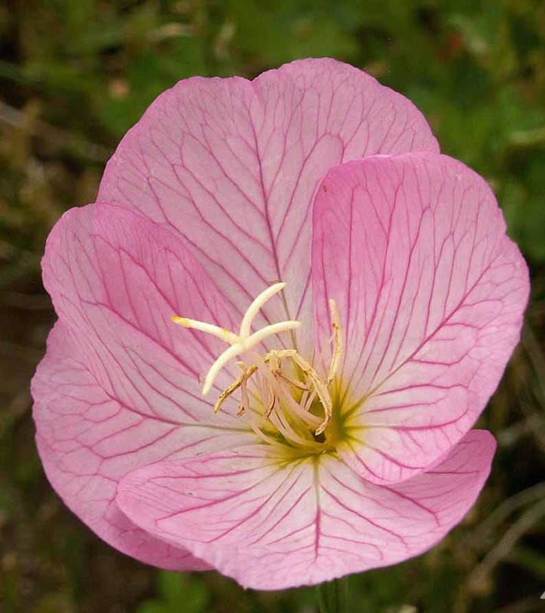 May include: A single pink flower with delicate veins and a yellow center. The flower has a soft, delicate appearance.
