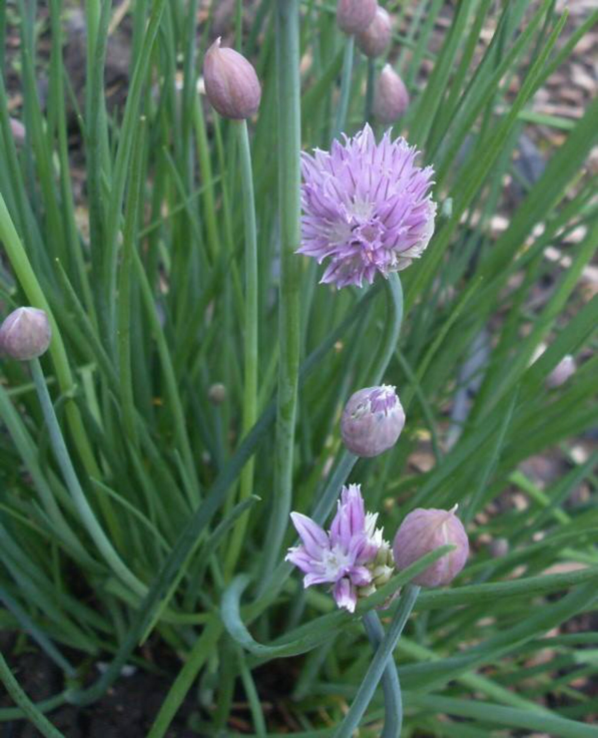 Chive Seeds: Herb, Perennial, Culinary Plant (20 Seeds) - Etsy