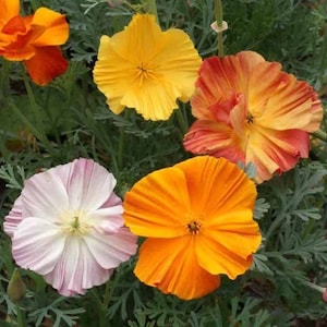 Ballerina Poppy Seeds, Crimped Flower Petals, Flowers shades of Pink, Rose, Orange, Yellow, and Scarlet, Eschscholzia californica, 25 seeds
