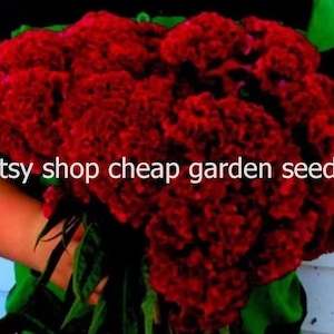 Indiana Giant Cockscomb Heirloom Seeds, Large Red Cut Flowers, Cut Flowers, Easy to Grow, Attracts Butterflies to Gardens, 20 Seeds