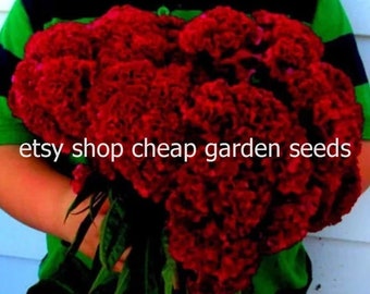 Indiana Giant Cockscomb Heirloom Seeds, Large Red Cut Flowers, Cut Flowers, Easy to Grow, Attracts Butterflies to Gardens, 20 Seeds