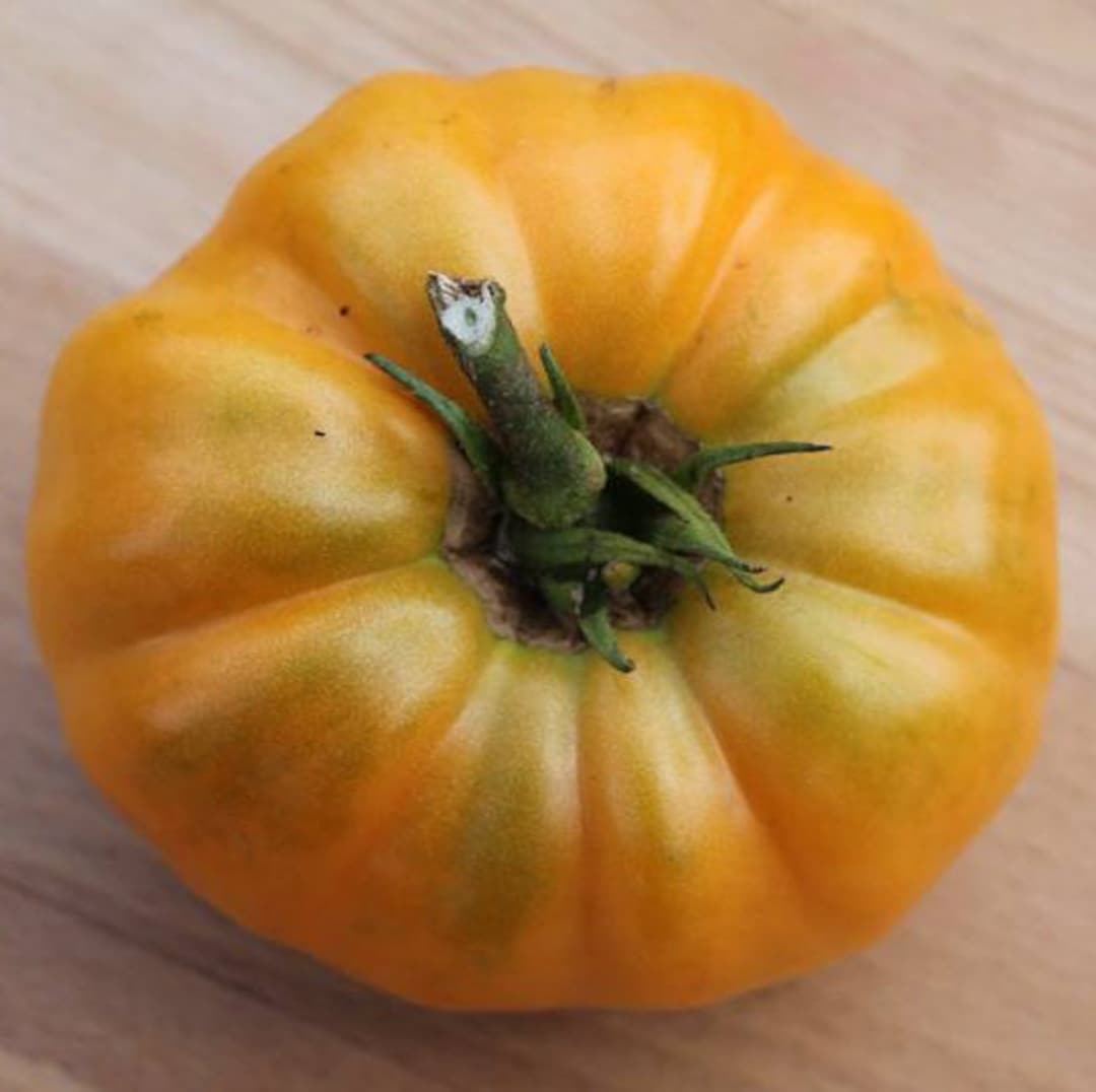Dr Wyche's Organic Heirloom Tomato, Large Beefsteak, Bi Color Tomato