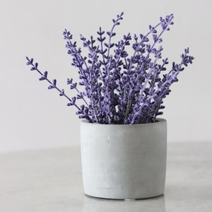 Op de afbeelding: Een kleine potlavende plant met paarse bloemen in een grijze betonnen pot.