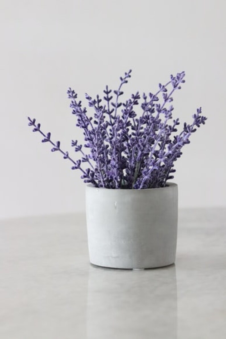 Op de afbeelding: Een kleine potlavende plant met paarse bloemen in een grijze betonnen pot.