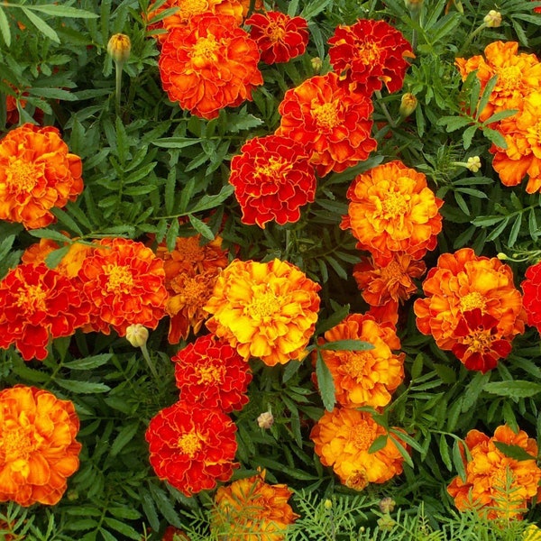 French Marigold Sparky Mix, Tagetes patula, Gold, Orange, Red, Yellow or Bi-Colored Flowers, Controls Insects in the Garden, 20 Seeds