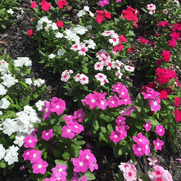 Periwinkle Vinca Heirloom Seeds Mix - Blue, Pink, White, Red Flowers, Low Growing Plant, Rock Gardens, 20 Seeds