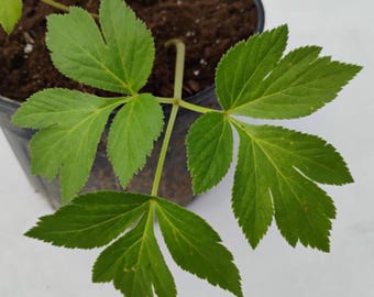 Ashitaba Seeds – Tomorrows Leaf, Angelica keiskei