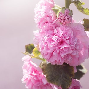 May include: A close-up of pink hollyhock flowers in bloom. The flowers are arranged in a cluster, with some buds still closed. The background is a soft, blurred pink.