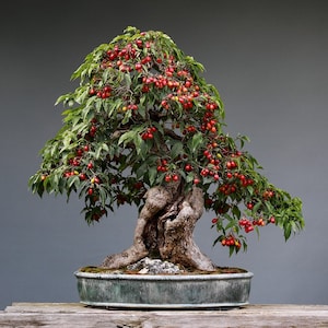 Pomegranate Bonsai Tree, Fruit, Container Plant, Office Decor, 5 Seeds