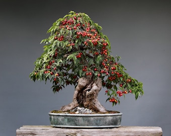 Pomegranate Bonsai Tree, Fruit, Container Plant, Office Decor, 5 Seeds