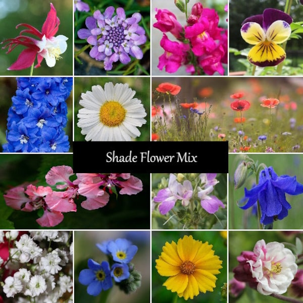 Shade Flower Seed Mix - 17 Species, Variety of Sizes, Annual and Perennial Flowers, Add Some Color to Your Garden Area