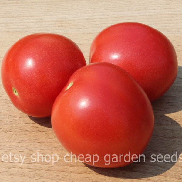 Amish Salad Tomato Heirloom, Juicy Small Tomatoes, Grown on Our Farm, 10 Seeds