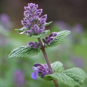 Lemon Scented Catnip - Fragrant Herb, Culinary Plant, Easy to Grow, Container Plant, Nepeta cataria citrodora, 20 Seeds