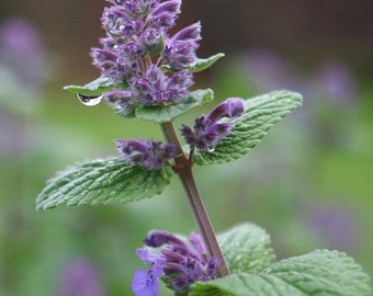 Lemon Scented Catnip - Fragrant Herb, Culinary Plant, Easy to Grow, Container Plant, Nepeta cataria citrodora, 20 Seeds