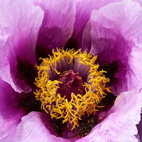 Hungarian Blue Bread Seed Poppy, Deep Purple Flowers, Papaver somniferm, 20 Seeds