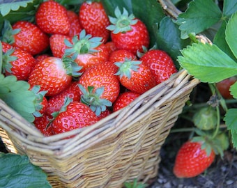 Alexandria Alpine Strawberry, Red, Juicy Fruit, Perennial, 20 Seeds