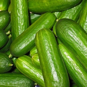 Spacemaster Cucumber, Non GMO, Heirloom, Slicing, Canning, 20 Seeds