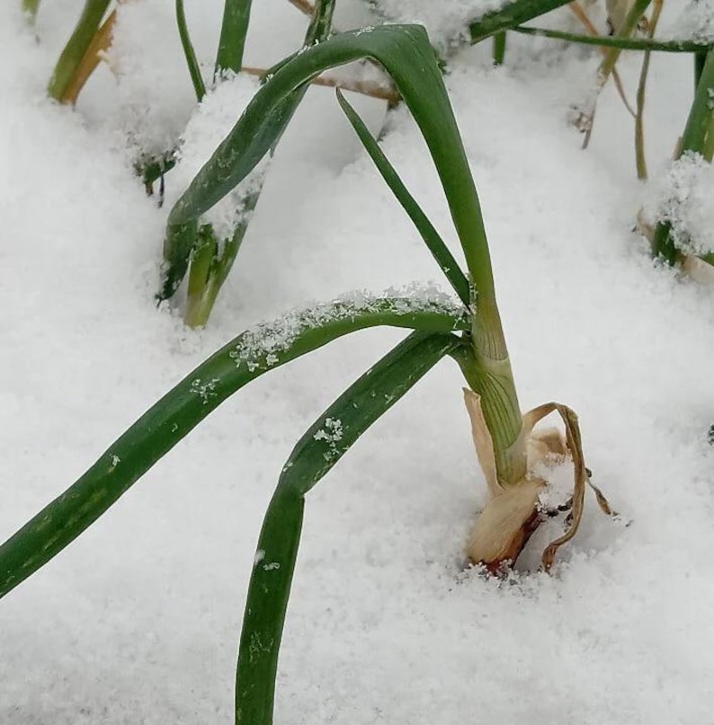 Egyptian Walking Onion Bulbils and Mature Bulbs - Thumbnail 5