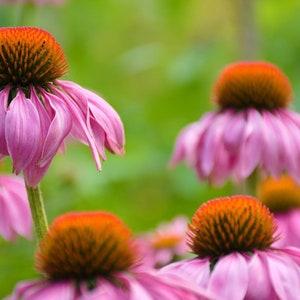 Purple Coneflower, Echinacea purpurea, Herb Flower, Perennial, Attracts Butterflies to Your Garden, 20 Seeds