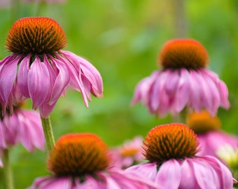 Purple Coneflower, Echinacea purpurea, Herb Flower, Perennial, Attracts Butterflies to Your Garden, 20 Seeds