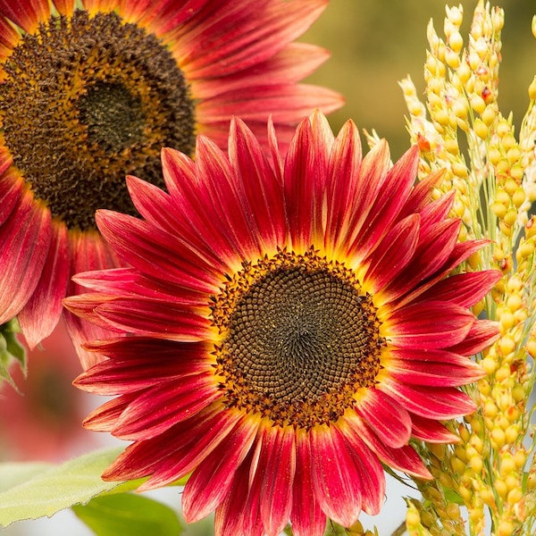 Velvet Queen Heirloom Sunflower - Tall Red Flower, Helianthus annuus, Multiple Blooms, 10 Seeds