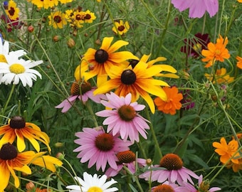 Cut Flower Seed Mixture, Long Lasting Tall Stemmed Flowers, Annual and Perennial Flowers