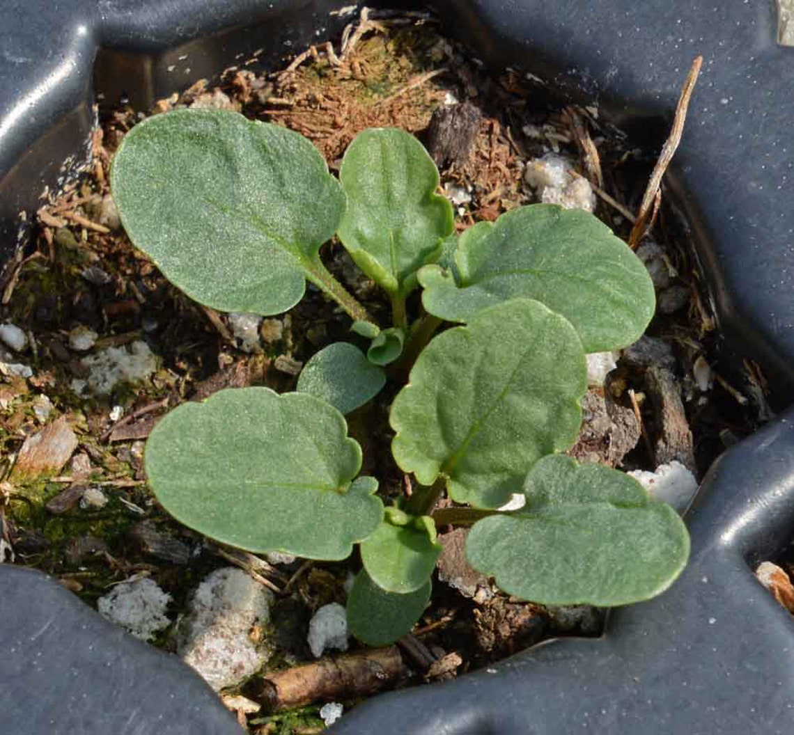 Arkwright Ruby Viola Pansy Cool Container Plant 10 Seeds Etsy Arkwright Ruby Viola Pansy Cool Container Plant 10 Seeds Etsy