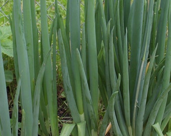 McCullar’s White Walking Onions (Egyptian) – 5 Perennial Onion Bulbs