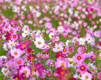 Sensation Cosmos Seeds: Pink, Red, and White Flowers - 10 Seeds