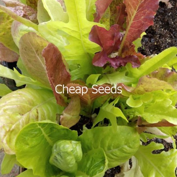 Winter Lettuce Mix, 100 Seeds, Container, All Year Gardening, Heirloom, US Seller
