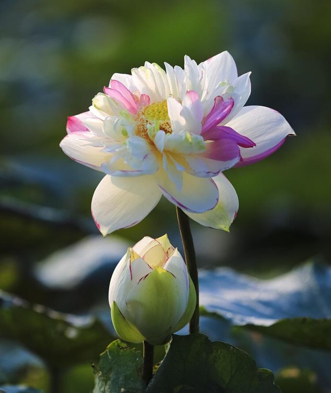 Lotus Flower Color Mix Seeds - Exotic Water Garden Beauty, Indoor or Outdoor Water Plant - 5 ...