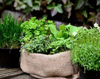 Culinary Herb Seed Collection – Fresh Seeds for Growing Basil, Cilantro, Oregano, Chives & Parsley
