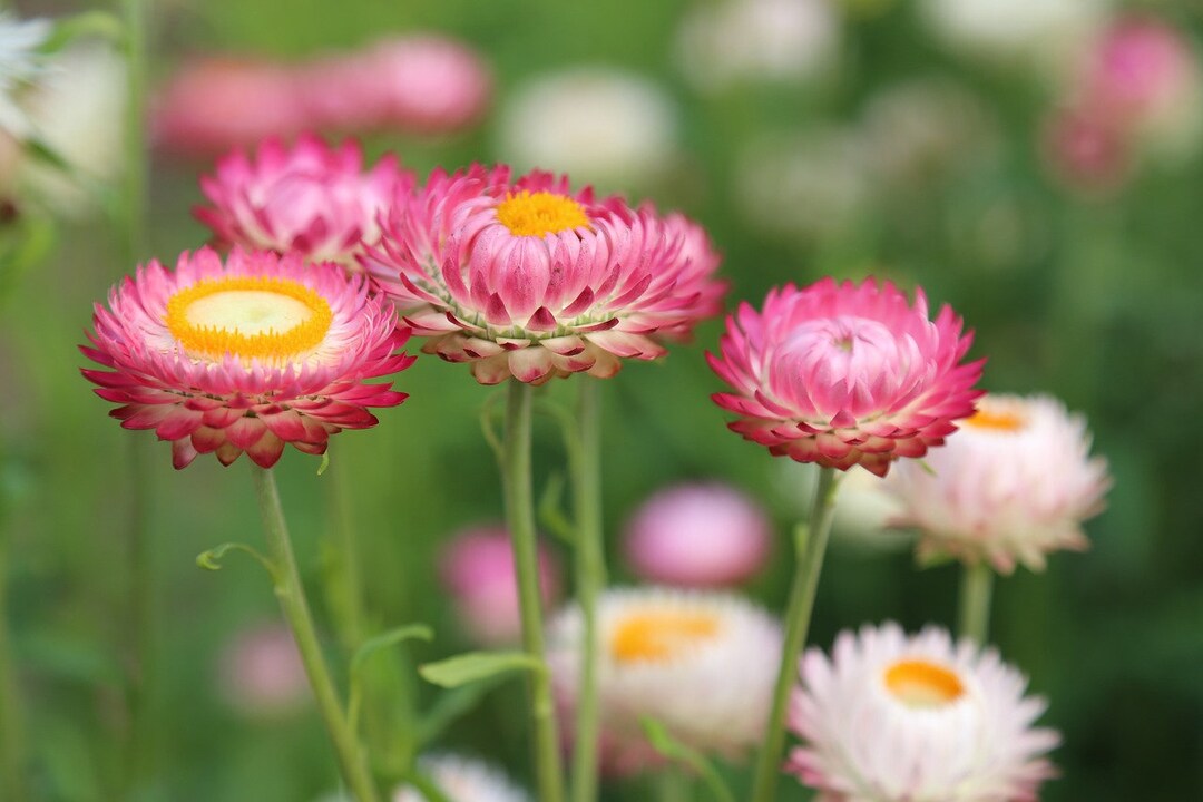 Dwarf Strawflower Mix, Pink, Yellow, White, Orange and Red, Cut Flowers, 20 Seeds Etsy