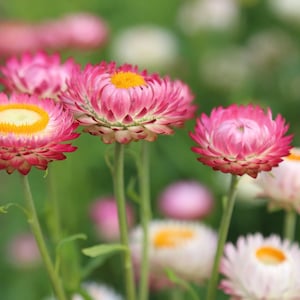 Dwarf Strawflower Mix, Pink, Yellow, White, Orange and Red, Cut Flowers, 20 Seeds