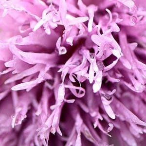 Lilac Pompom Poppy, Papaver somniferum, Cut Flower, Attracts Butterflies to Your Garden, 20 Seeds