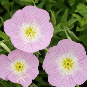 May include: Three pink flowers with white centers and delicate veins. The flowers are in focus, while the green foliage behind them is blurred.