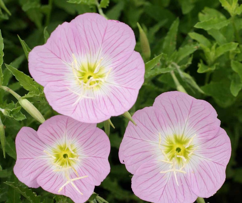 May include: Three pink flowers with white centers and delicate veins. The flowers are in focus, while the green foliage behind them is blurred.
