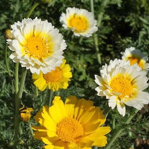 Chrysanthemum Flowers, Garland Daisy, Chrysanthemum coronarium, Edible, Broad Leaf, Chop Suey Green, 20 Seeds,