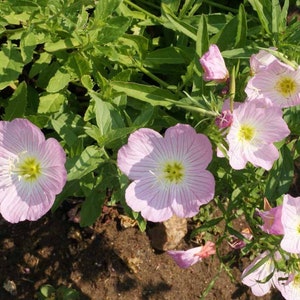 May include: Close-up of pink evening primrose flowers with yellow centers blooming in a garden setting.