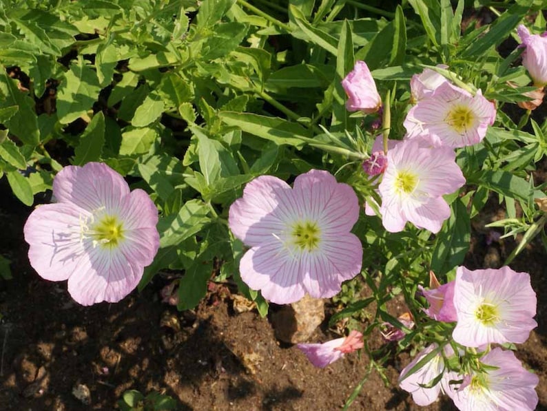 May include: Close-up of pink evening primrose flowers with yellow centers blooming in a garden setting.