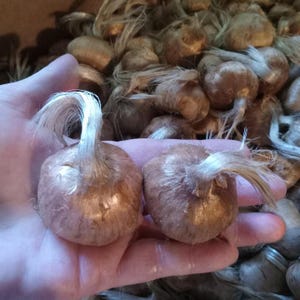 Last Call for Jumbo Saffron Bulbs (11cm+): Organic USA-Grown Crocus sativus