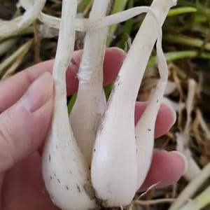 May include: A cluster of fresh white spring onions with smooth, bulbous bases and long, thin, light green stalks. The vegetable features visible root systems at the bottom and thin, papery outer layers on the stems, showing natural soil particles.