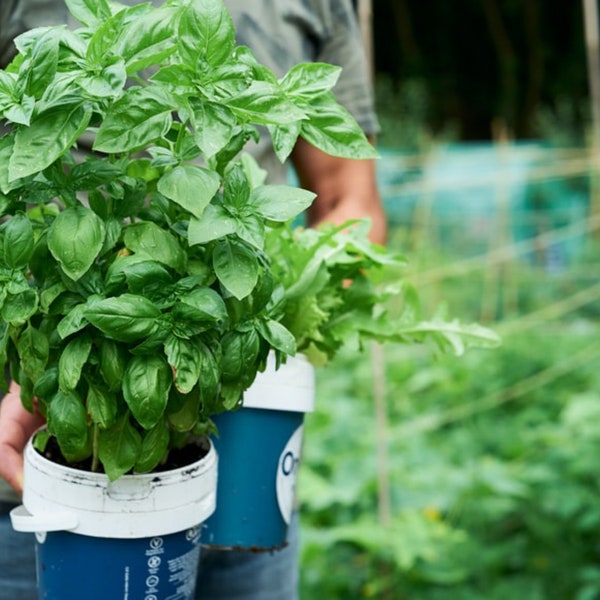 Large Leaf Italian Basil, Fragrant Culinary Herb, Easy to Grow, Container Gardening, 20 Seeds