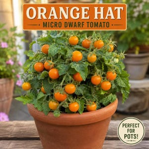 May include: A potted Orange Hat micro dwarf tomato plant with numerous small, round, bright orange tomatoes and green leaves. A rectangular sign above reads ORANGE HAT MICRO DWARF TOMATO and a circular sign below reads PERFECT FOR POTS.