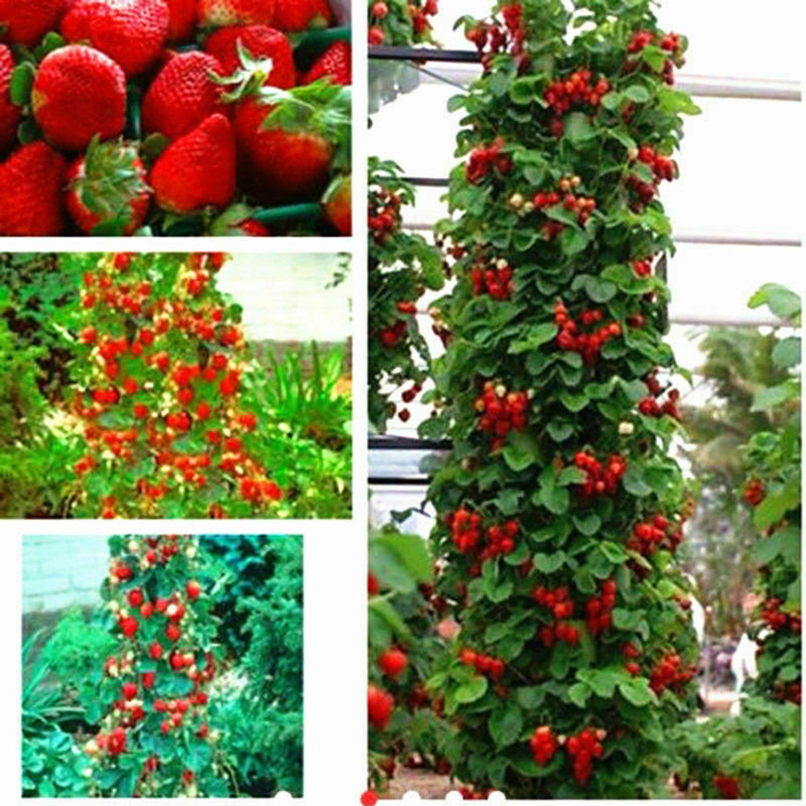 Giant Extra Jumbo Strawberry Juicy Red Fruit 20 Seeds Etsy