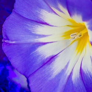 Convolvulus Tricolor Flower Mix, Dwarf Morning Glory, Star, 10 Seeds