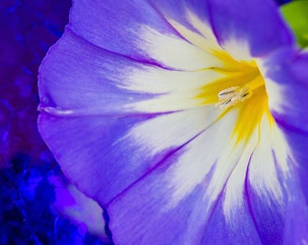 Convolvulus Tricolor Flower Mix, Dwarf Morning Glory, Star, 10 Seeds